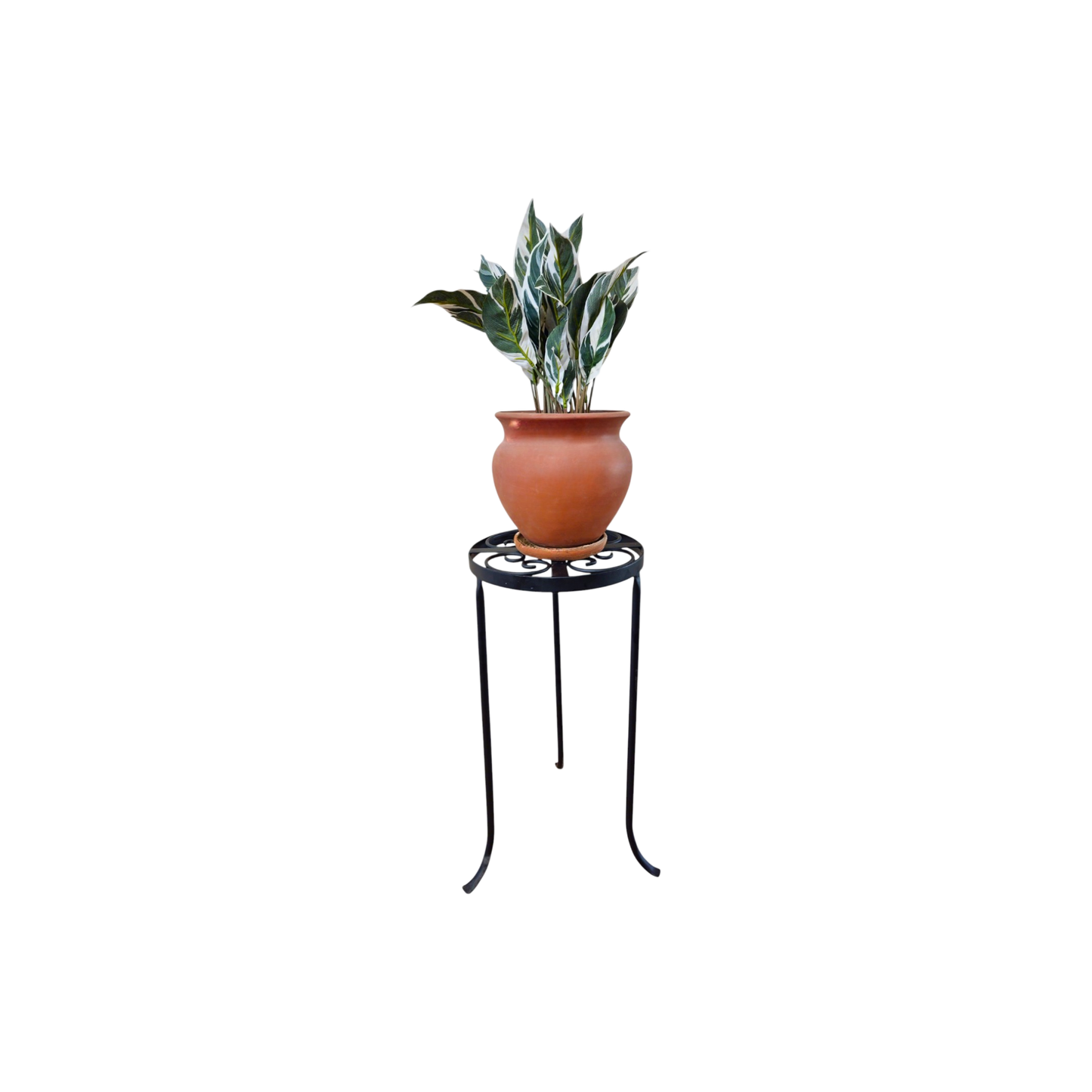 Verde Roma | Plant Table – Small