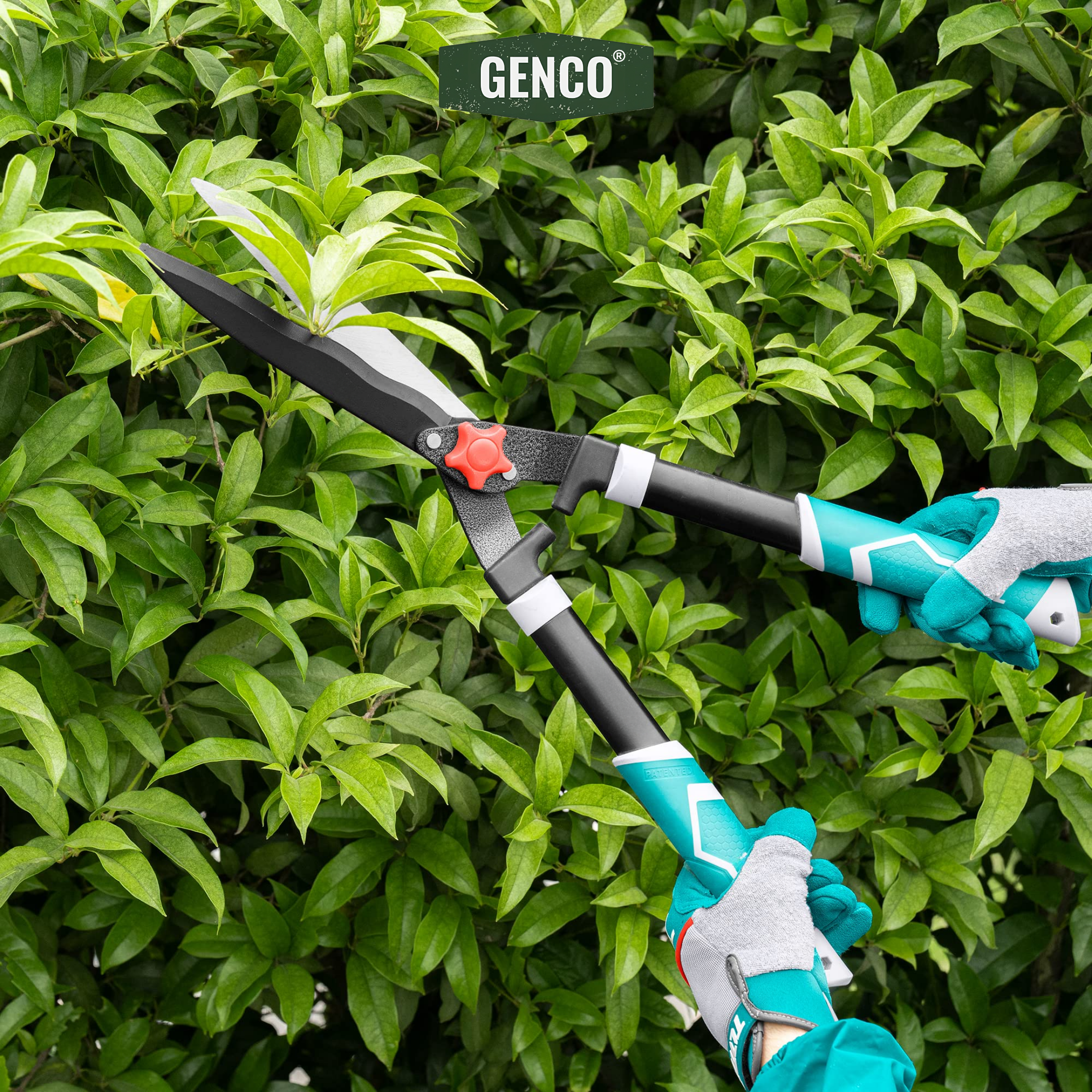 Hedge Shear